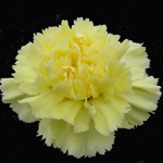Carnations - Yellow