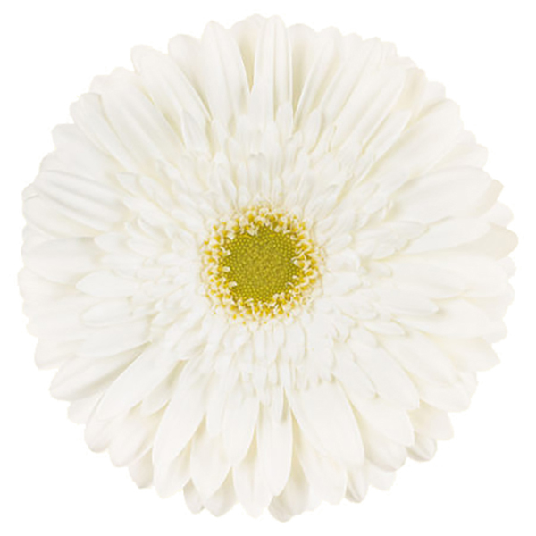 White Gerbera Daisy w/Green Center - 5 stems