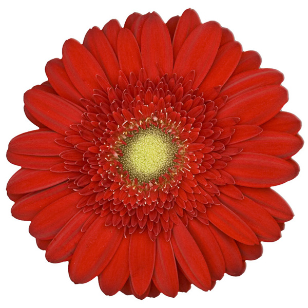 Red Gerbera Daisy w/Green Center - 5 stems