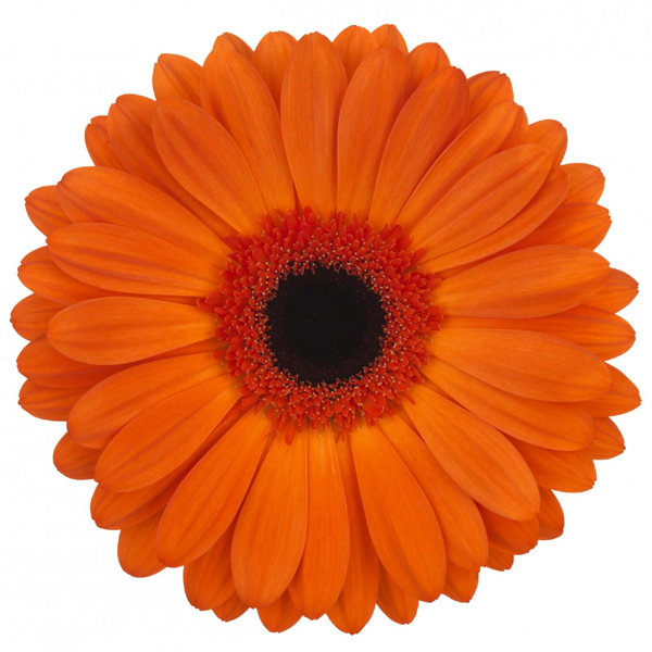 Orange Gerbera Daisy w/Black Center - 5 stems