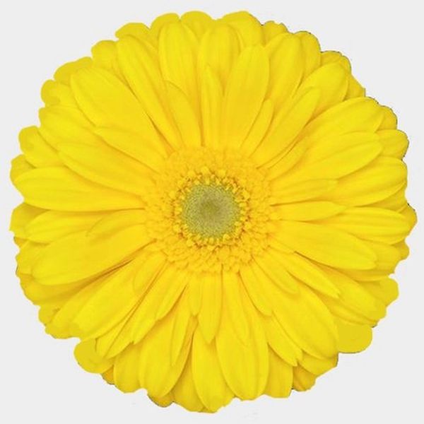 Yellow Gerbera Daisy w//Green Center - 5 stems