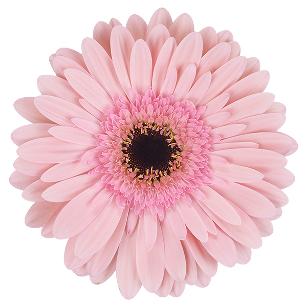 Pink Gerbera Daisy w/Black Center - 5 stems