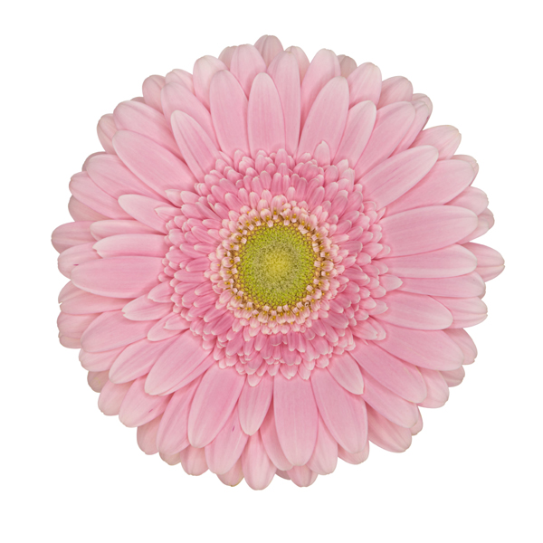 Pink Gerbera Daisy w/Green Center - 5 stems