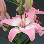 Asiatic Lily - Pink