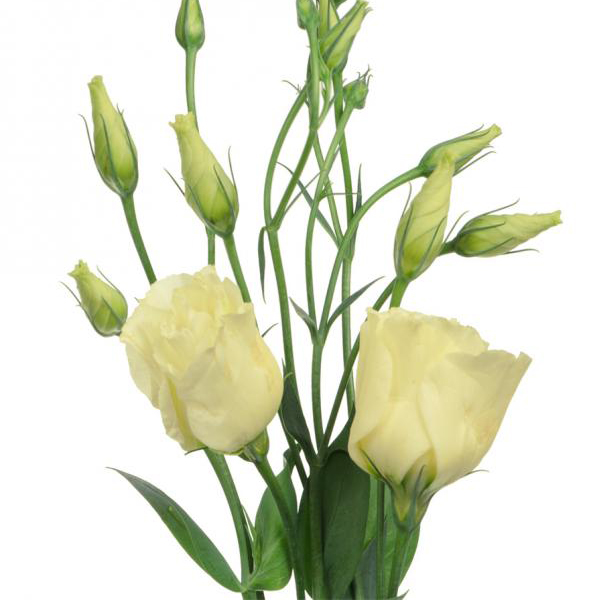 Lisianthus - Pale Yellow - Click Image to Close
