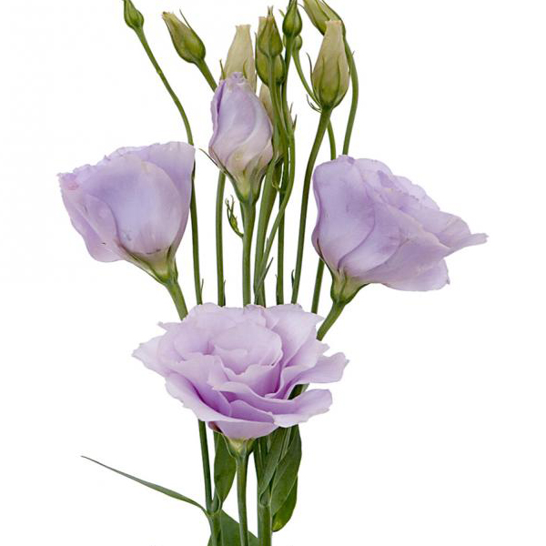 Lisianthus - Lavender - Click Image to Close