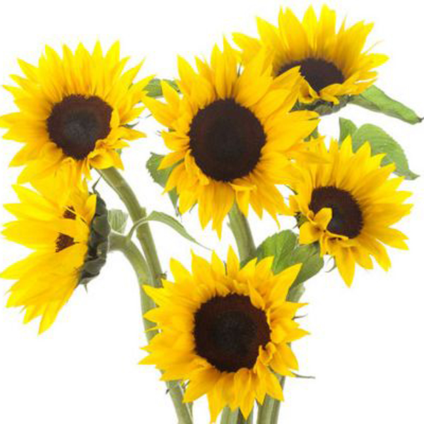 Sunflowers - Mini (Dwarf)