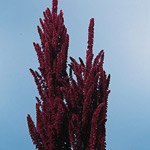 Amaranthus Upright - Red