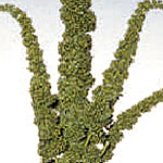 Amaranthus Upright - Green