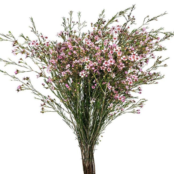 Waxflower - Pink