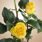 Rose - Sonrisa 50cm