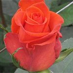 Rose - Santana 50cm
