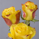 Rose - High & Yellow Magic 50cm