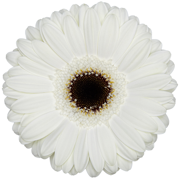 White Gerbera Daisy w/Black Center - 5 stems
