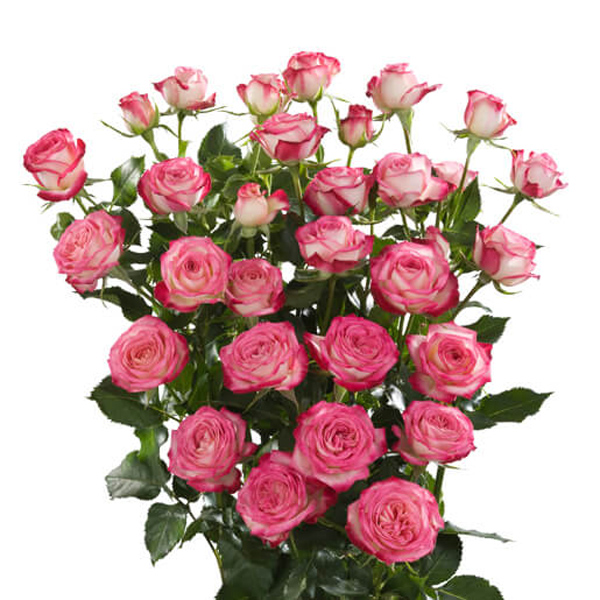 Bi-Color Pink Spray Rose - Safina