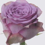 Garden Rose - Dolcetto