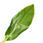 Ti Leaves - Green