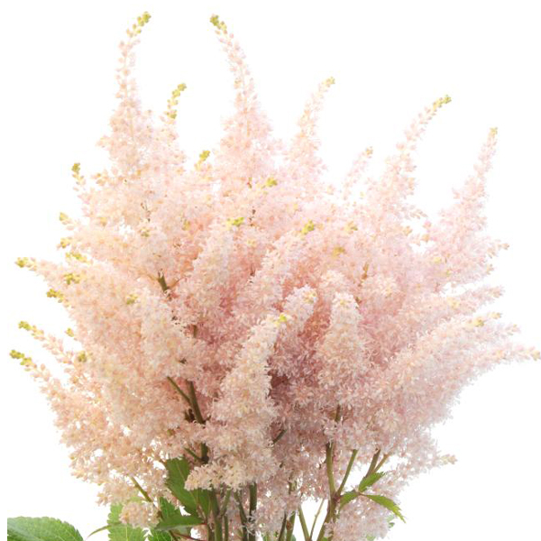 Astilbe - Light Pink