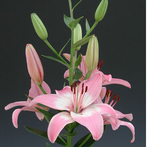Asiatic Lily - Pink - Click Image to Close