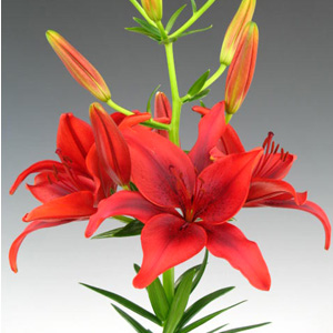 Asiatic Lily - Red - Click Image to Close
