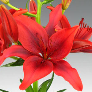 Asiatic Lily - Red