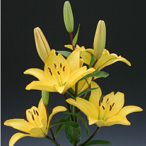 Asiatic Lily - Yellow - Click Image to Close
