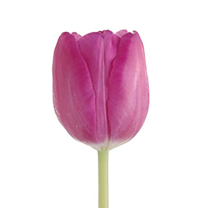 Tulips - Pink