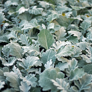 Dusty Miller - Click Image to Close