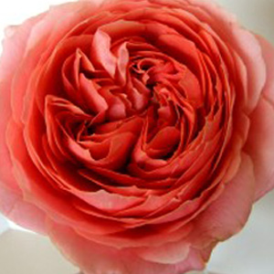 Garden Rose - Romantic Antike