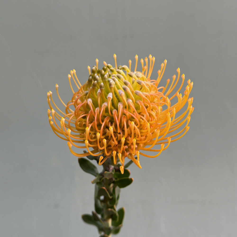 (image for) 5 Stems Yellow Pin Cushion Protea