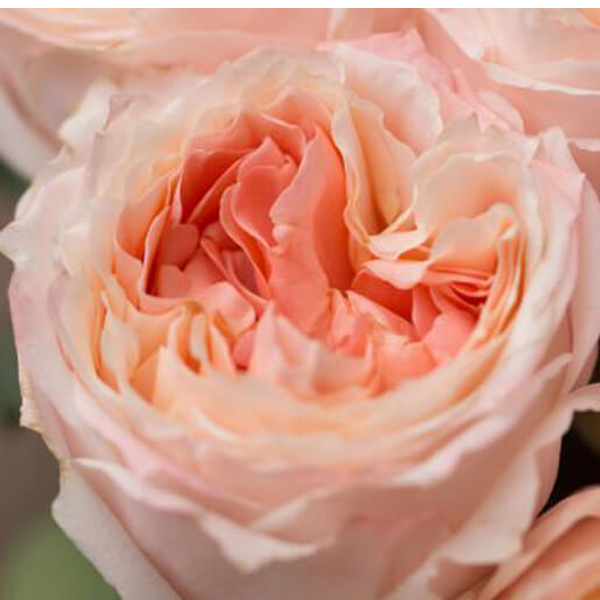 Pink roses from 10 to 99 | Choose your number with SURPROSE