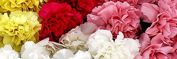 Carnations by the Box