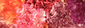 (image for) Carnations