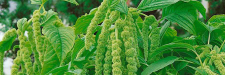 Amaranthus