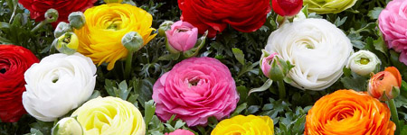 Ranunculus by the Box