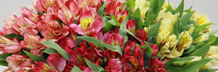 Alstroemeria by the Box