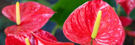 Anthurium