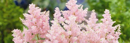 Astilbe