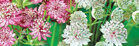 Astrantia