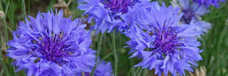 Bachelor Buttons (Corn Flowers)