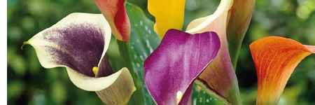 Calla Lilies