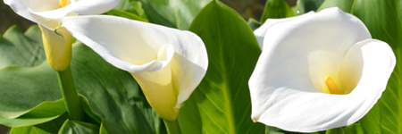 Standard Large Callas