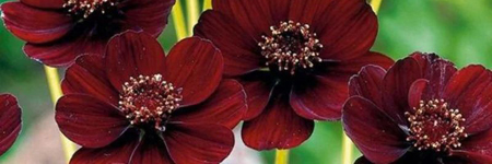 Chocolate Cosmos