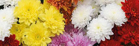 Chrysanthemums