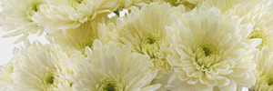 Cushion Pom-Pom Chrysanthemums