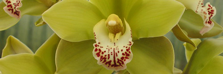 Cymbidium Orchids