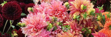 Dahlias