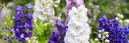 Delphinium