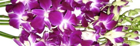 Dendrobium Orchids