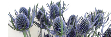 Eryngium - Sea Holly